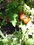 Le potager ...